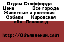 Отдам Стаффорда › Цена ­ 2 000 - Все города Животные и растения » Собаки   . Кировская обл.,Леваши д.